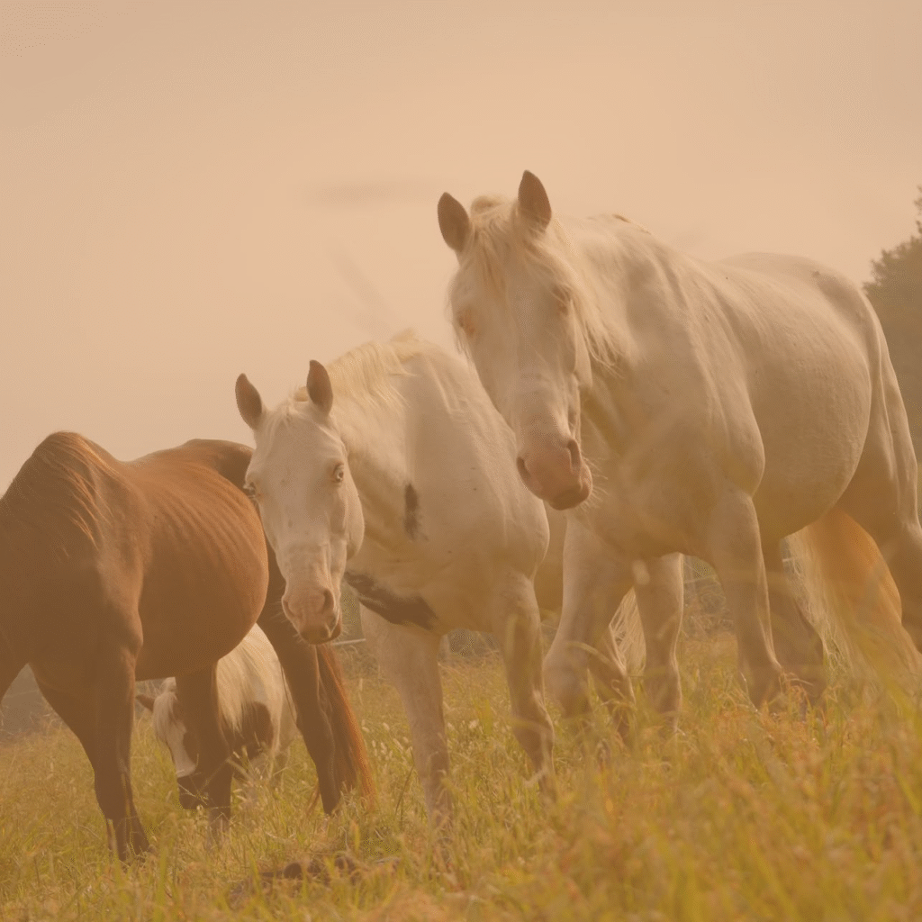 Chevaux dans un cadre naturel lors d’une séance d’équicoaching près d’Avignon.